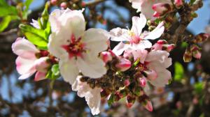 [사진 성경] 살구꽃은 봄의 전령인 아몬드 꽃